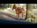 Lovely and cute horse dances at Frank Sinatra's tune