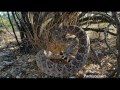 Western Diamondback Rattlesnake wakes up suddenly!