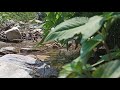 Nature Cinematic Video | Village | Mobile Photography | Shubham Semwal