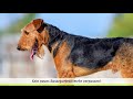 ► Airedale Terrier [2021] History, Appearance, Temperament, Training, Exercise, Care & Health