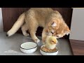 Kitten: I will try my best to raise the chicken!Cute animal videos are funny. Kittens with chicks.