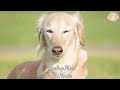 20 HOURS of Dog Calming Music🐶💖Anti Separation Anxiety Relief Music🦮🎵 Dog Relaxation⭐Healingmate