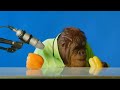 orangutan asmr | Orang Utan ASMR