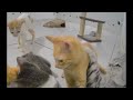 🐱 You Laugh You Lose Dogs And Cats 😻 Best Funny Cats Videos 2024 🐕😸