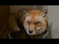 Finnegan fox yells at me, and wants to fight!