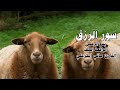 سور الرزق (يس الرحمن الواقعة الملك) - القارئ هاني الخزعلي