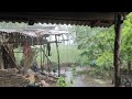 heavy rain in the backyard of an Indonesian village house, nice to start sleeping in the afternoon