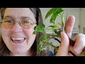 sunroom tour. how are my plants doing? #plants