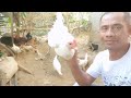 TARA TAYOY MAG PAKAIN NG ATING ALAGANG MANOK !!|TECH NOY VLOGS