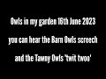 Owls in my garden 🦉 (audio)