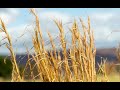 Grassy field time lapse - 4K
