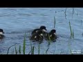 Первые птенцы гоголя.  The first goldeneye chicks.