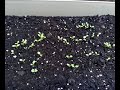 planted lettuce seeds