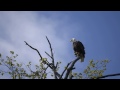 Bald Eagle sitting in tree