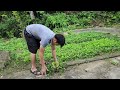 My father alone went into the forest to pick bamboo shoots and bring them to the market to sell