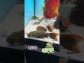 top5 pleco L600 #trending #fish #pecestropicales ##shortvideo #shorts #comedy
