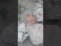 Cute ginger kitten playing in the yard 😊😍🐈