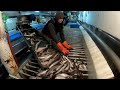 Kapal Pukat Ikan Moderen Scotlandia berbendera Inggris - Antares LK 419