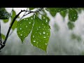 Rain sound for sleeping, Rainforest Rain, Rainy Day, Relaxation, Study, Deep Sleep, Fall asleep