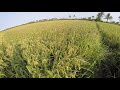 Rice Farming | Bigante Plus | Dry Season - Ready To Reap 98 DAT (GoPro Hero4)