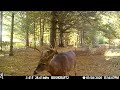 Best Trail Camera Videos of the Year (2022) | Bushcraft Nick