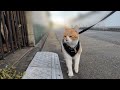 Escorted a Former Stray Cat on a Walk and It Got Crazy! | My Cat's Routine