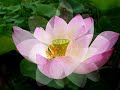 Enchanting Water Lily & Lotus III_0001.wmv  ♥ ♥.•*¨♫♪ ✿(ˆ◡ˆ)