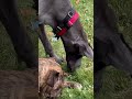 Ellie our Great Dane. Outside with my sister.