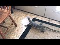 Water monitor thinks he’s a dog...