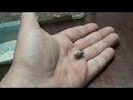 One of the Smallest Scorpions in the World! Orthochirus Innesi