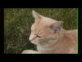 Cat film but it keeps on going