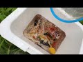 Amazing Catch Tiny Ornamental Puffer Fish, Three Tailed Fish, Catfish, Koi Fish, Angel Fish