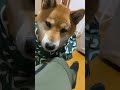 ゲップする柴犬 | Shibainu burps