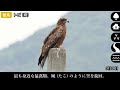 100 species of wild birds in Japan (spring, summer) bird songs