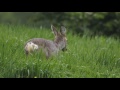 Young fawn hiding in the grass