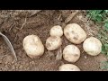 감자수확시기두백감자 90일얼마나들어을가요
