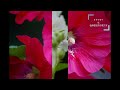 あじさいが満開　秘境駅の駅大川ダム公園駅と周辺に咲く花
