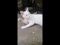 A Stray Cat Named Itlog