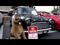 Cars and Coffee and Canines