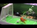 Trained fish playing soccer and doing cool tricks!