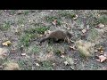 Groundhogs Above Hudson River, West New York, New Jersey