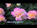 Bachata rosa Juan Luis Guerra ( te regalo una rosa )