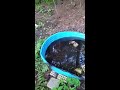 Easy inexpensive frog pond