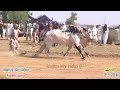 Bull Race - Morat - 19.5.2024 - hamza sky video fateh jang