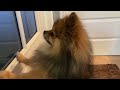 Dog with separation anxiety 🛑 Hendo miss mom #shorts #anxiety #dog