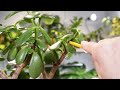 How to prune a JADE INTO A TREE