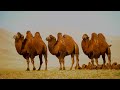 [고비사막 가는 길] #6 헝거린 엘스 노래하는 사막 | Khongoryn Els