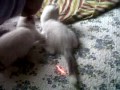 gatitos jugando con un laser