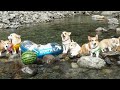 コーギーの川遊び日和！Corgis' River Fun Day: Boating, Fetching, and Splashing Around!