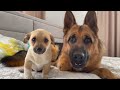 German Shepherd and Puppy Friendship